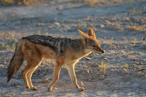 schakal - etosha, namibia foto