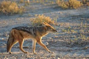 schakal - etosha, namibia foto