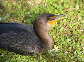 Kormoran mit doppelter Haube, Everglades, Florida foto