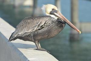 Brauner Pelikan in den Florida Keys foto