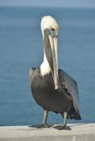 Brauner Pelikan in den Florida Keys foto