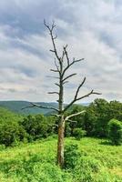 Blick auf das Shenandoah-Tal und die Blue Ridge Mountains vom Shenandoah-Nationalpark, Virginia foto