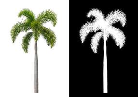 grüne Palme auf weißem Hintergrund mit Beschneidungspfad, einzelner Baum mit Beschneidungspfad und Alphakanal auf schwarzem Hintergrund foto