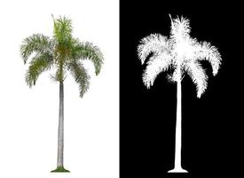 grüne Palme auf weißem Hintergrund mit Beschneidungspfad, einzelner Baum mit Beschneidungspfad und Alphakanal auf schwarzem Hintergrund foto