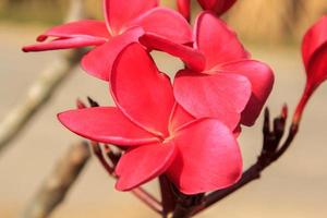 rote Plumeria-Blumen, sonnige Tage und helle Landschaften im Sommer, klares Wetter macht klare Blütenblätter und scharfe Blumen an einem klaren Tag. foto