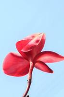 rote Plumeria-Blumen, sonnige Tage und helle Landschaften im Sommer, klares Wetter macht klare Blütenblätter und scharfe Blumen an einem klaren Tag. foto