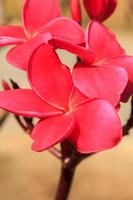 rote Plumeria-Blumen, sonnige Tage und helle Landschaften im Sommer, klares Wetter macht klare Blütenblätter und scharfe Blumen an einem klaren Tag. foto