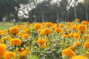 Ringelblumen, die in Bauerngärten blühen und blühen, zum Verkauf angebaut und zu Girlanden für Mönche gefädelt werden, sind eine asiatische Tradition in Indien und Thailand als Symbol des Wohlstands. foto