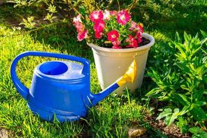 Gartengeräte. blaue Kunststoff-Gießkanne für Bewässerungsanlagen im Garten mit Blumen auf Blumenbeet und Blumentopf. Garten-Hobby-Konzept. foto