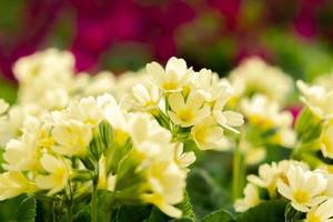 Ostern-Konzept. Primel Primel mit gelben Blüten im Blumenbeet im Frühling. inspirierender natürlicher frühlings- oder sommerblühender garten oder park. Hallo Frühling. foto