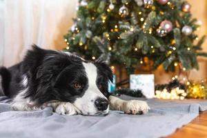 Lustiges Porträt eines süßen Hündchen-Border-Collie mit Geschenkbox und defokussierten Girlandenlichtern, die zu Hause in der Nähe des Weihnachtsbaums liegen. Vorbereitung auf den Urlaub. frohes frohes weihnachtszeitkonzept. foto