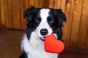 st. Valentinstag-Konzept. lustiges Porträt süßer Hündchen-Border-Collie mit rotem Herz im Mund, zu Hause Innenhintergrund. schöner verliebter hund am valentinstag gibt geschenk. foto
