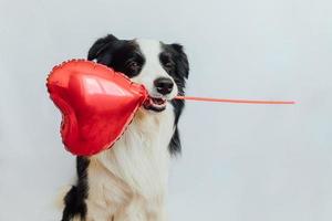 st. Valentinstag-Konzept. lustiger süßer Hündchen-Border-Collie mit rotem Herzballon im Mund isoliert auf weißem Hintergrund. schöner verliebter hund am valentinstag gibt geschenk. foto