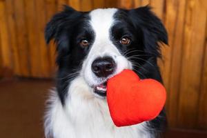 st. Valentinstag-Konzept. lustiges Porträt süßer Hündchen-Border-Collie mit rotem Herz im Mund, zu Hause Innenhintergrund. schöner verliebter hund am valentinstag gibt geschenk. foto