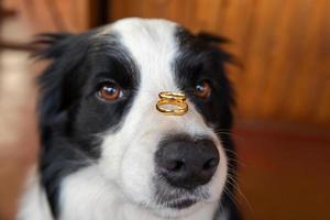 willst du mich heiraten. Lustiges Porträt eines süßen Welpen-Hund-Border-Collie mit zwei goldenen Eheringen auf der Nase, Nahaufnahme. Verlobung, Heirat, Vorschlagskonzept. foto