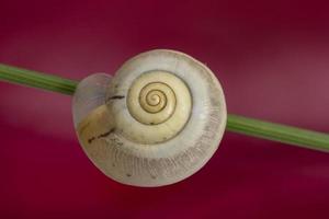 schönes Makro der Schnecke, die in der Schale auf der Pflanze schläft. Schneckenhaus schönes Makro foto