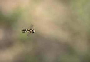 Schönheit fliegende Biene in der Luft. nahe foto