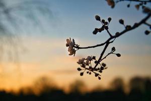 Zweig mit Kirschblüte am Obstbaum bei Sonnenuntergang. blühen im Frühling. mit Bokeh foto
