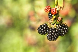 Brombeere auf Busch mit Bokeh. unscharfer Hintergrund. Vitaminreiches Obst aus dem Garten foto