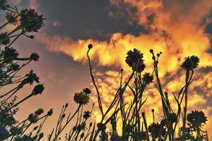 Maisfeld Blumenwiese im Sonnenuntergang aus der Bodenperspektive. foto