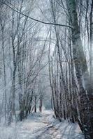 Verschneiter Birkenwald am Stadtrand von Berlin. Frost bildet Eiskristalle auf den Ästen foto