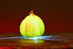 Physalis auf schwarzem nassem Boden. beleuchtetes Obst. Vitamin-C-reiche Frucht. Strukturen im Detail. foto