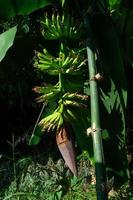 Bananenfrucht und Bananenherz, die noch am Baum hängen foto