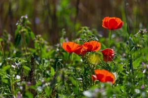 rote Mohnblumen in einem Feld von Getreide foto