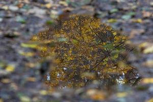 Pflanzenblätter im Herbst foto