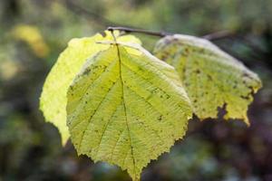 Pflanzenblätter im Herbst foto