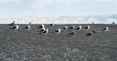 Gruppe von Vögeln in der Gegend von Hawke's Bay zwischen Napier und Hastings Town mit der Landschaftsansicht von Cape Kidnappers im Hintergrund. foto