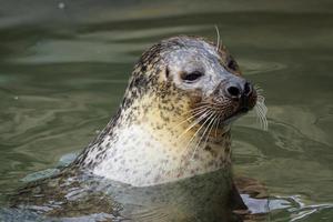 Seehund - Phoca Vitulina mit seinem Kopf über grünem Wasser foto