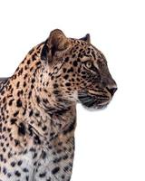 persischer leopard, panthera pardus saxicolor isoliert auf weißem hintergrund foto