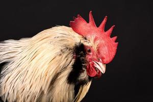 nahaufnahmeporträt eines hahns lokalisiert, faverolles huhn foto