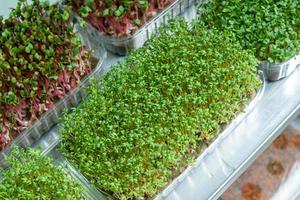 Samen im Gewächshaus anbauen. Mikro-Grünbauernhof. Produktion von umweltfreundlicher Vitaminernährung, unscharfer Fokus foto