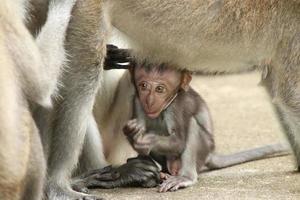 Langschwanzmakaken macaca fascicularis foto