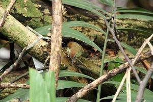 Pin Striped Tit Schwätzer in einer Mangrove foto