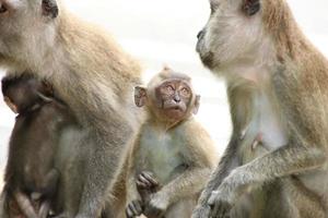 Langschwanzmakaken macaca fascicularis foto