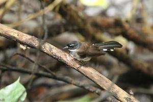 malaiischer Rattenschwanzvogel auf den Baumwipfeln foto