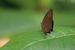 centaur oakblue Schmetterling auf einem Blatt foto