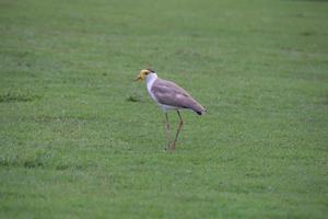 maskierter Kiebitz auf einem Golfplatz foto