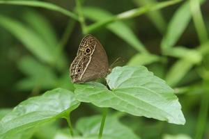 Buschbrauner Schmetterling auf einem Blatt foto