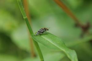 glipa malaccana Käfer auf einem Blatt foto