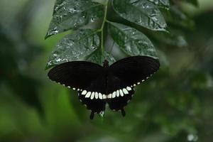 Gemeiner mormonischer Schwalbenschwanzschmetterling, der auf einem Blatt unter dem Schatten ruht foto