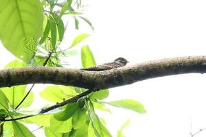 grauer Nachtglasvogel auf den Baumwipfeln foto