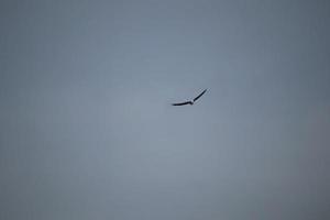 Weißbäuchiger Seeadler, der in der Luft schwebt foto