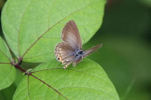 Gramm blauer Schmetterling auf einem Blatt foto