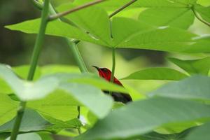 Crimson Sunbird hinter den Blättern unter Sonnenlicht foto