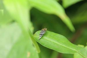 glipa malaccana Käfer auf einem Blatt foto