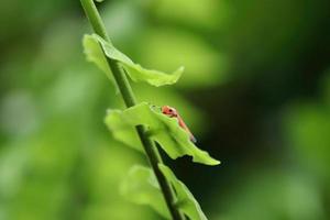 Orangefarbener Scharfschütze in einem Naturschutzgebiet auf einem Blatt foto